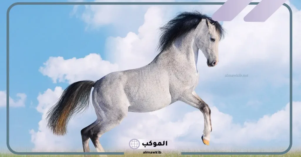 ألوان الحصان في المنام