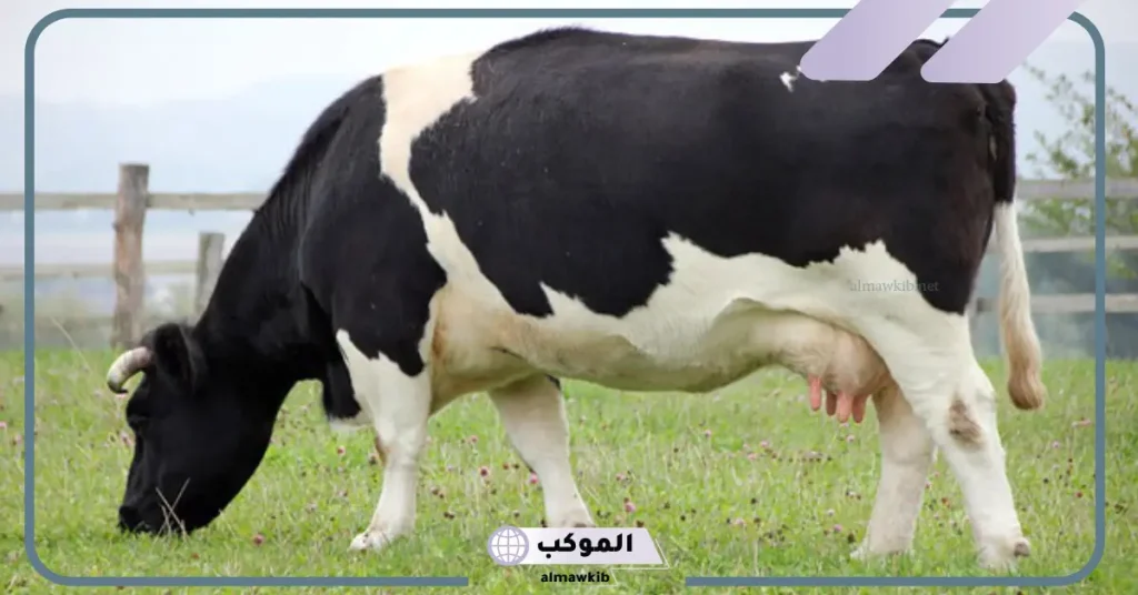 تفسير حلم البقر الكثير للمتزوجة