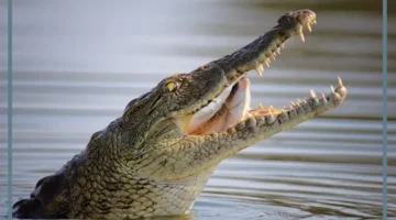 حلم التمساح لابن سيرين