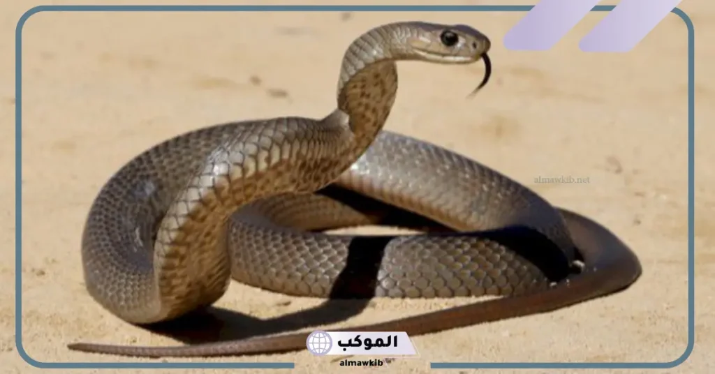 تفسير حلم رؤية الحية في المنام داخل المنزل لابن سيرين 5 رؤية الحية في المنام للرجل