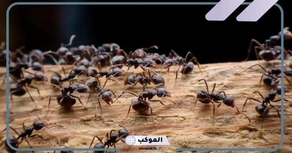 تفسير حلم النمل الاسود في المنام وعلاقته بالتغلب على المشكلات 6 رؤية النمل في المنام للرجل