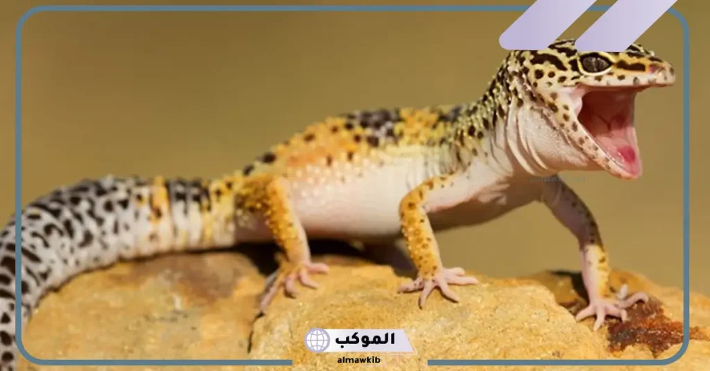 الخوف من الوزغ في المنام للمتزوجة