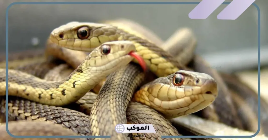 تفسير حلم ثعبان اصفر في البيت