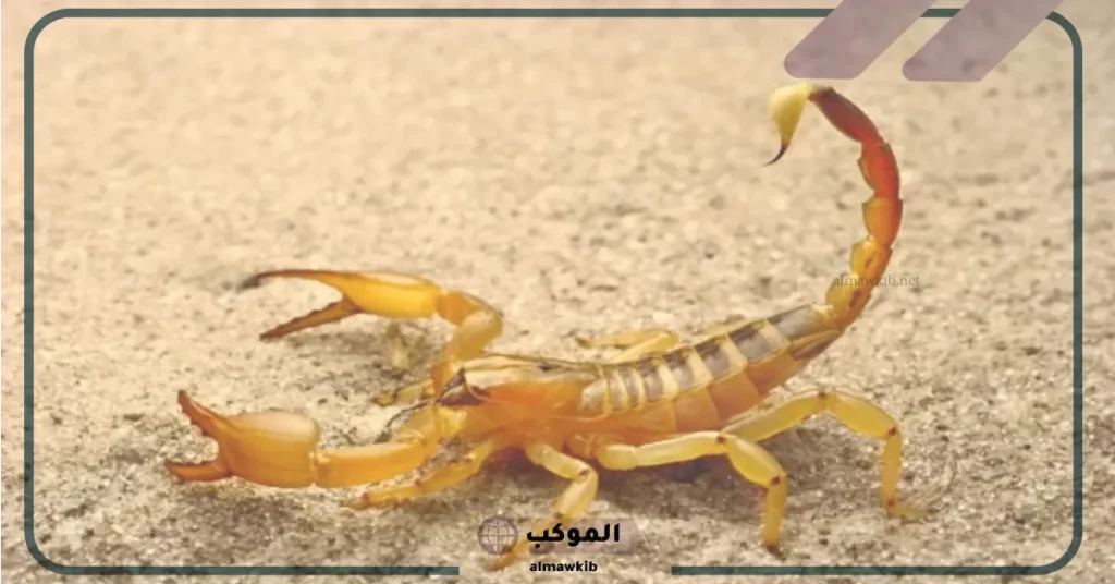 تفسير حلم العقرب الصفراء وقتلها للمطلقة 