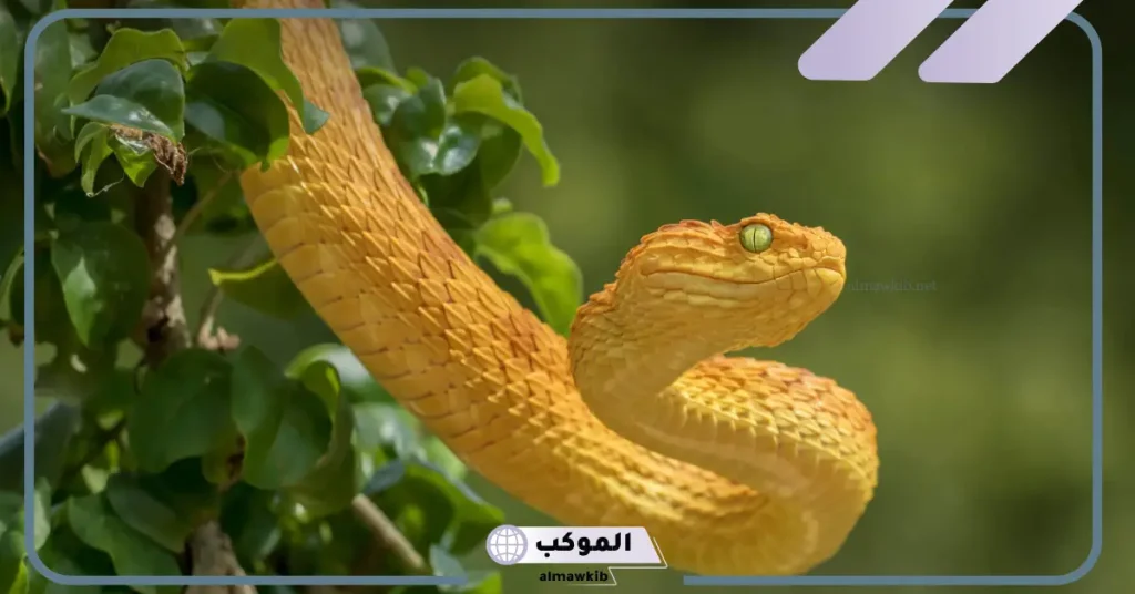 الخوف من الثعبان الاصفر في المنام