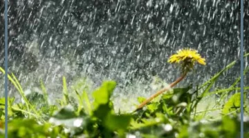 حلمت بالمطر يتساقط