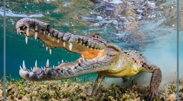 حلمت بتمساح