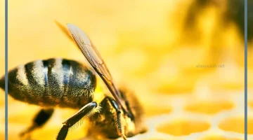 حلمت بقرصة نحل