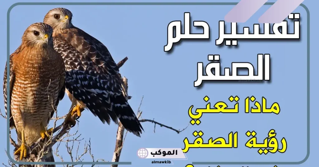 تفسير حلم الصقر في المنام للحامل والعزباء والمتزوجة 6 رؤية الصقر في المنام للعزباء