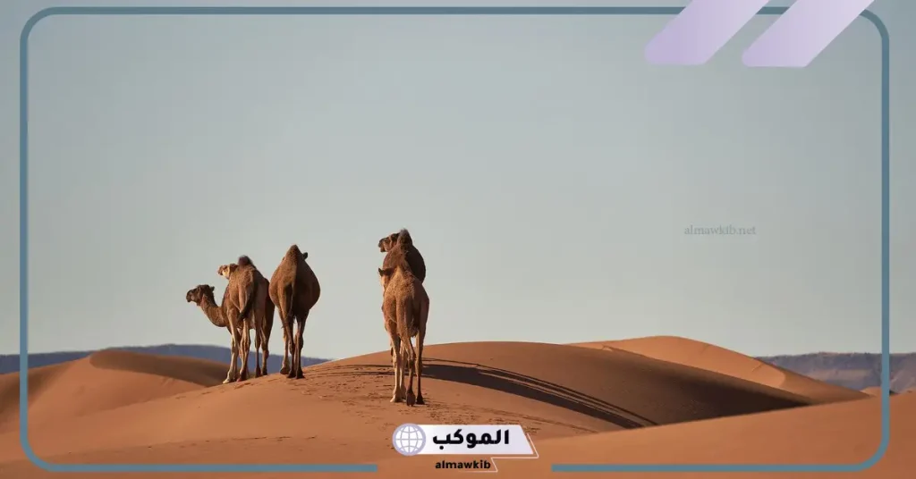 تفسير حلم الابل الكثيرة