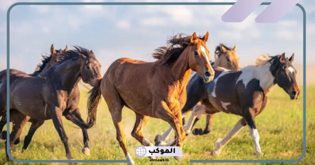 تفسير حلم حصان بني للمتزوجه