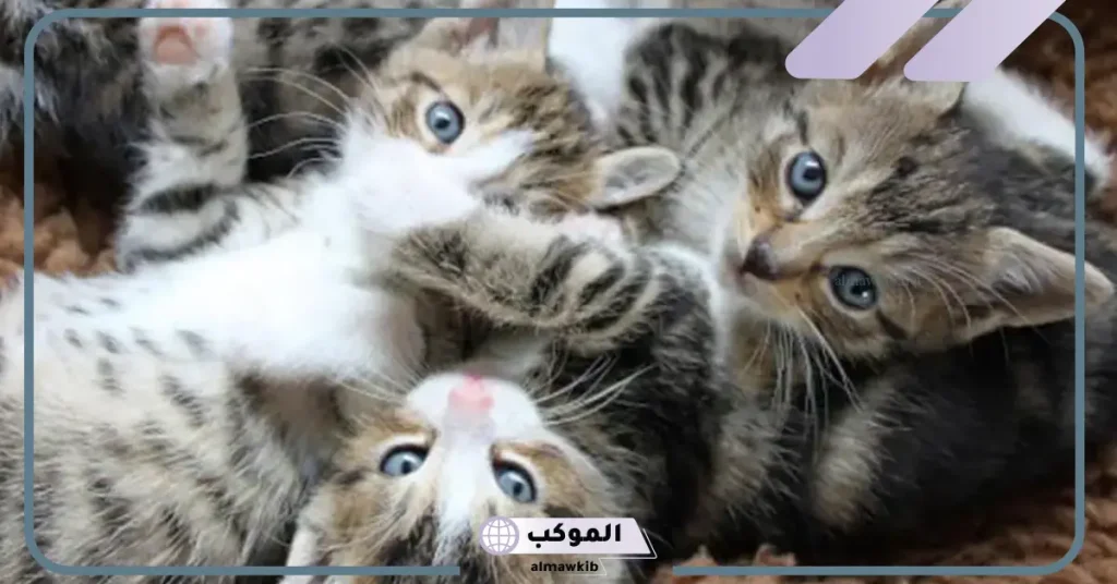 تفسير حلم القطط الكثيرة والخوف منها في المنام لابن سيرين 5 تفسير حلم القطط الكثيرة والخوف منها لابن سيرين