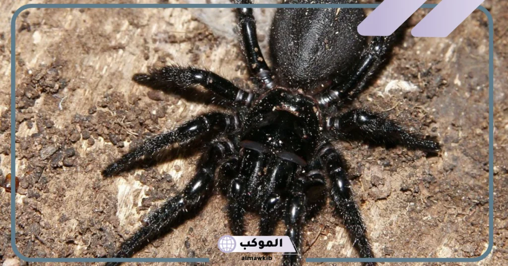 تفسير حلم العنكبوت الاسود في المنام لابن سيرين 6 تفسير حلم العنكبوت الأسود وقتله للمتزوجة