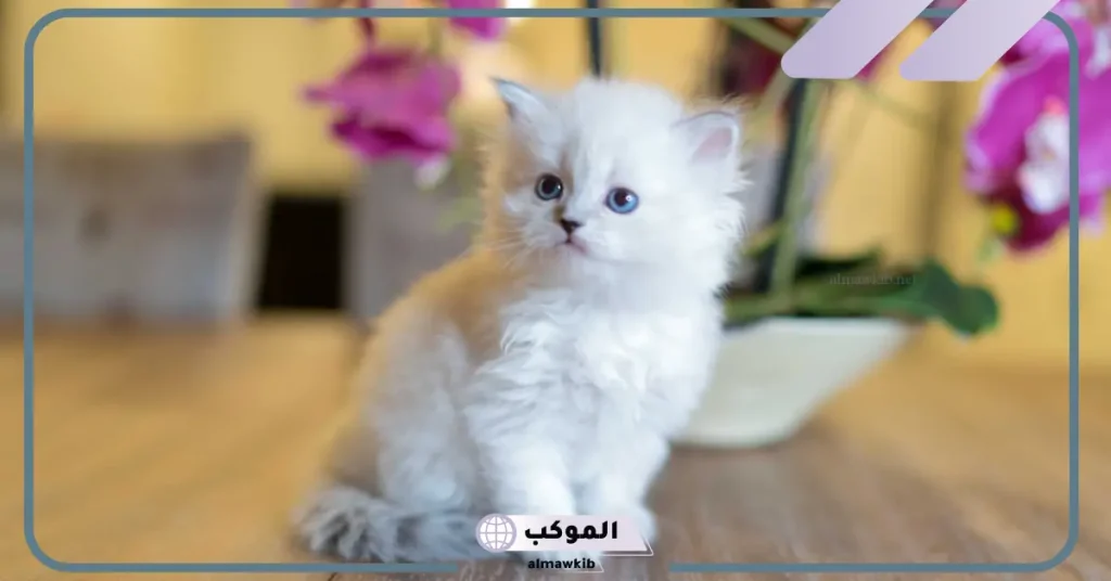 تفسير حلم القطة البيضاء الصغيرة