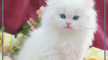 دلالة رؤية قطة بيضاء