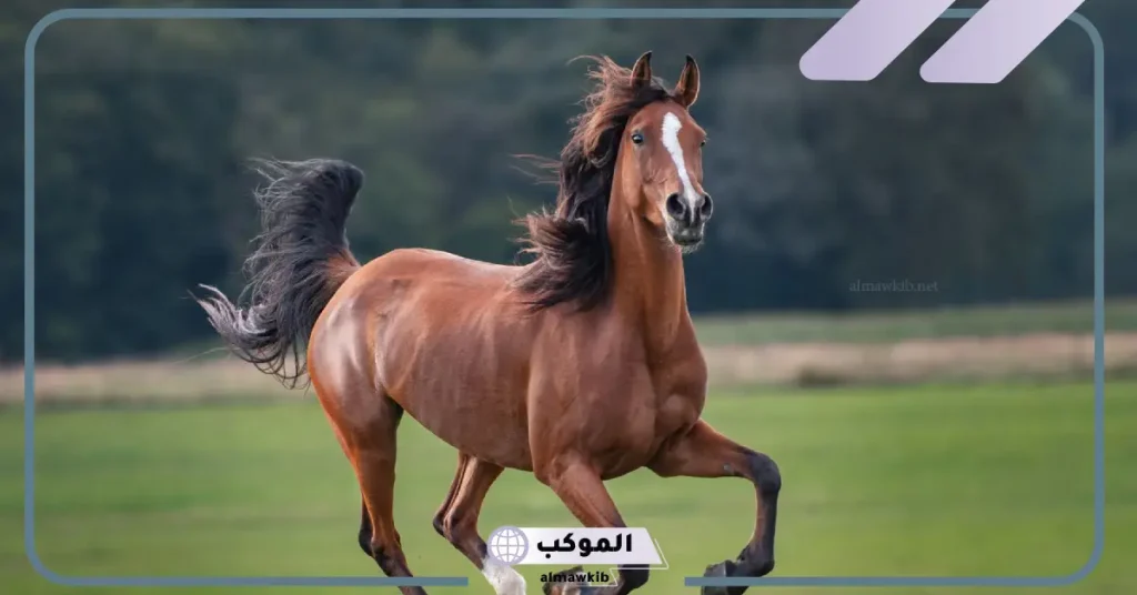 تفسير حلم حصان بني يحضني