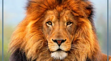رؤية الأسد في منام الرجل