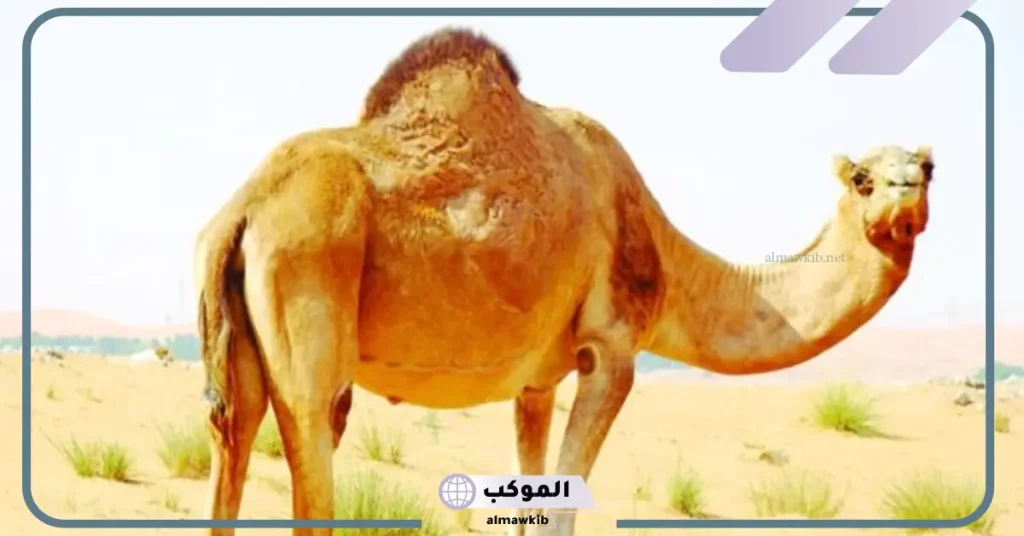 تفسير حلم الابل في المنام لابن سيرين 5 هجوم الإبل في المنام