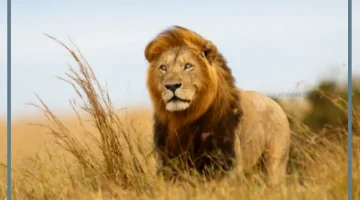 رؤية الاسد في المنام