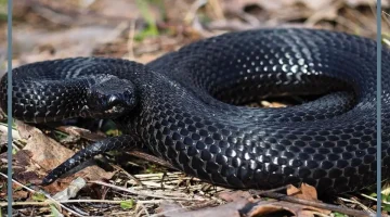 رؤية الثعبان الأسود