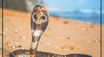 رؤية الثعبان في المنام للمتزوجة