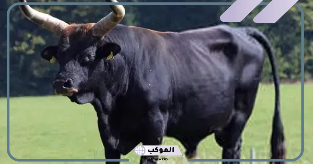 رؤية الثور في المنام للمسحورة