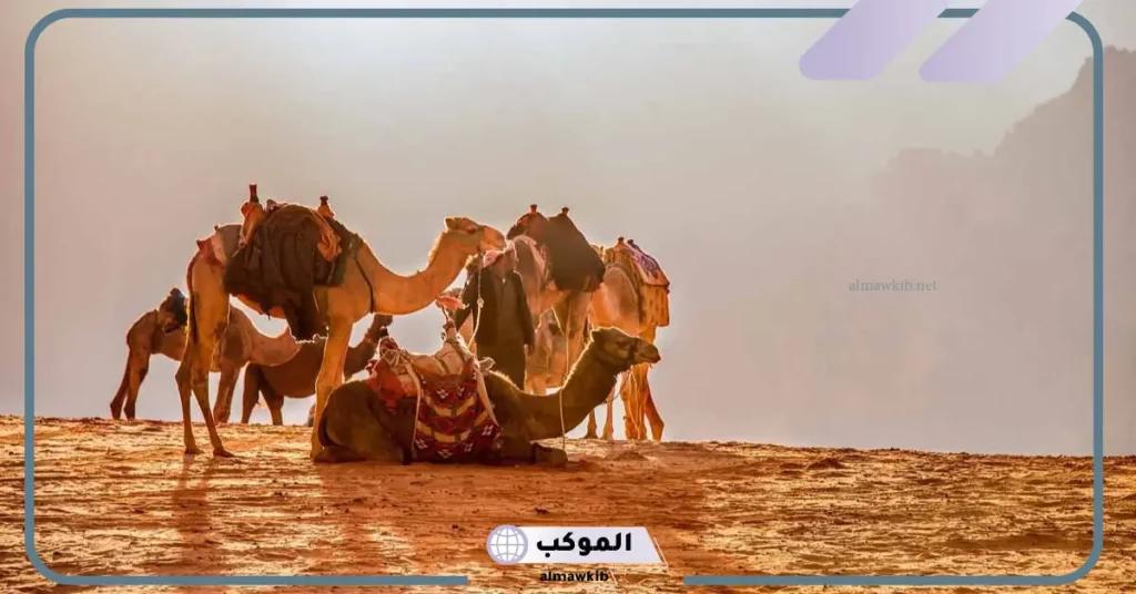 رؤية الإبل الكثيرة في المنام 