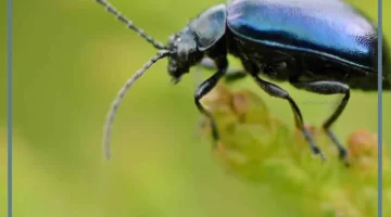 رؤية الحشرات في المنزل