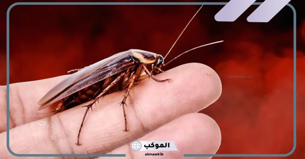 رؤية الحشرات في المنام في البيت