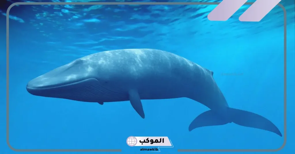 تفسير حلم الحوت الصغير