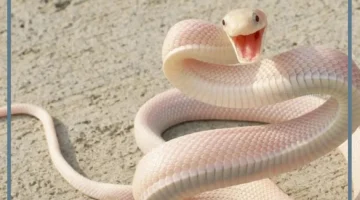 رؤية الحية البيضاء في المنام