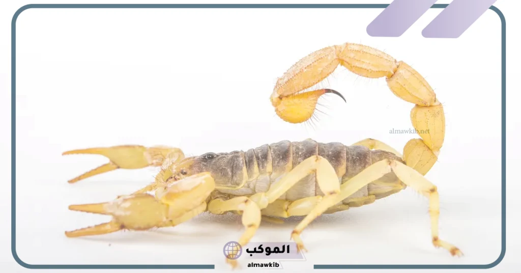 تفسير حلم العقارب الكثيره في المنام لابن سيرين 6 تفسير حلم العقارب الكثيره في البيت