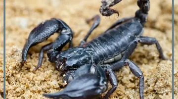 رؤية العقرب في المنام