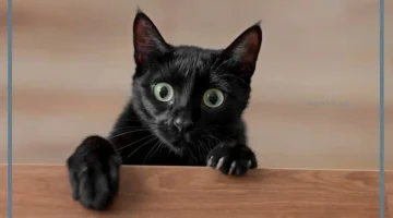 رؤية القطة السوداء