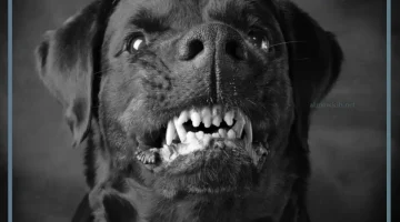 رؤية الكلب الأسود