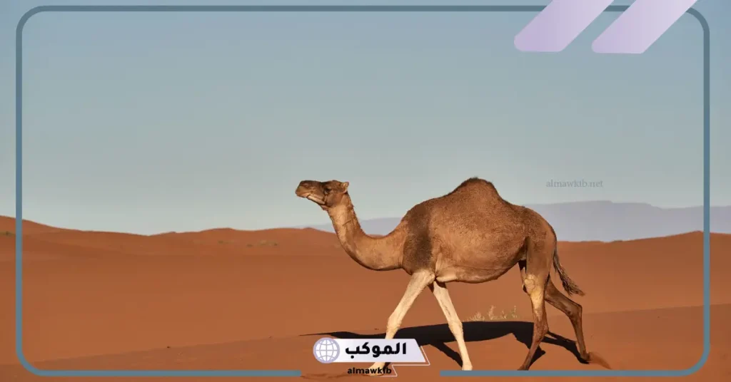 تفسير حلم الناقه الناقلة في المنام للرجل والمرأة لابن سيرين 6 تفسير حلم الناقة الهائجه