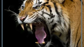 رؤية النمر في المنام