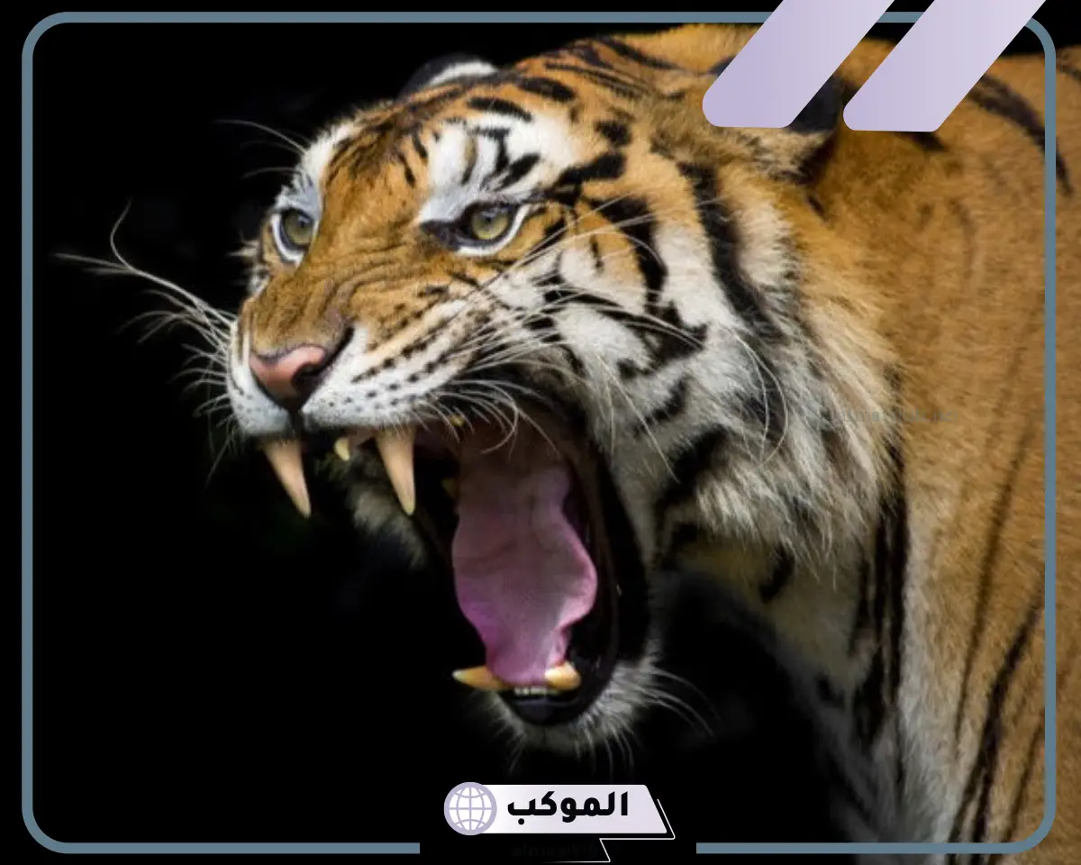 النمر في المنام بشارة خير