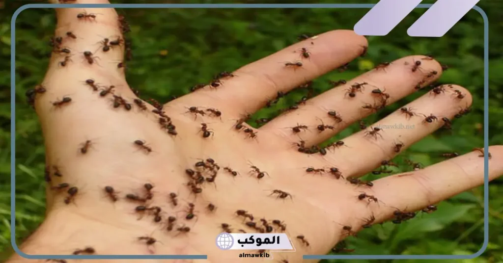 تفسير حلم النمل يمشي على جسمي