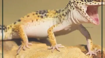 رؤية الوزغ على الجسم