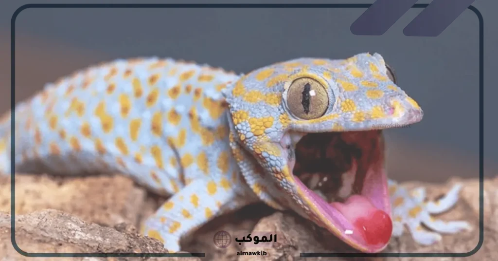 تفسير الوزغ في المنام لابن سيرين