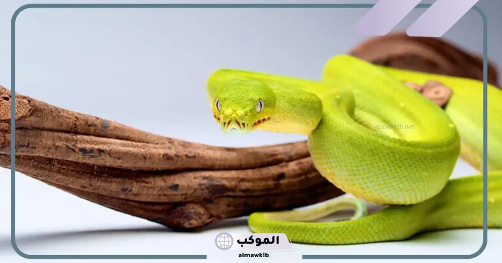 تفسير حلم الثعبان الكبير في البيت لابن سيرين في المنام 6 تفسير حلم ثعبان يلاحقني ولم تلدغني