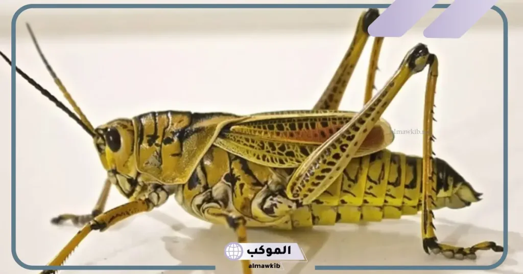 تفسير حلم الجراد في المنام لابن سيرين.. دلالة رؤية الجراد 6 تفسير حلم الجراد على الجسم