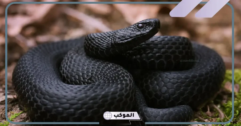 تفسير حلم الافعى السوداء تهاجمني