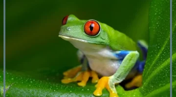 رؤية ضفدع