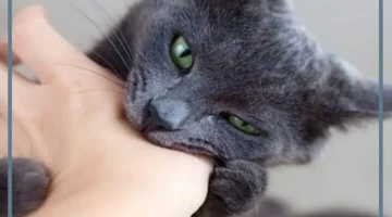 رؤية عضة القطة