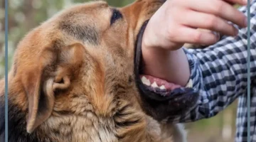 رؤية عضة الكلب