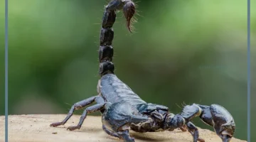 رؤية ملاحقة العقرب الأسود