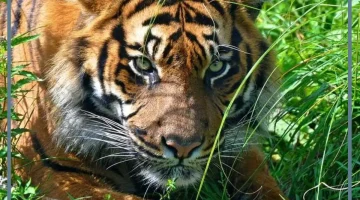 رؤية نمر في الحلم