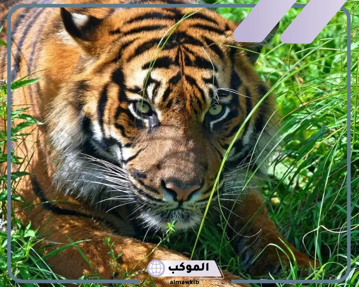 تفسير حلم النمر يهاجمني في المنام لابن سيرين والنابلسي